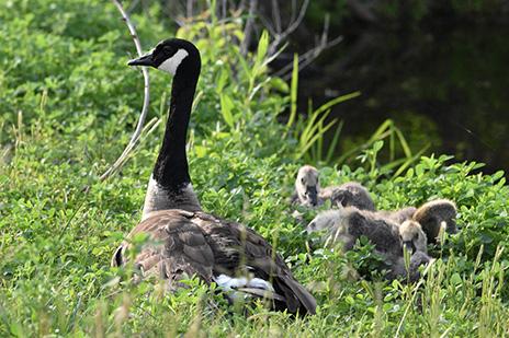 Fred: A Goose on a Mission